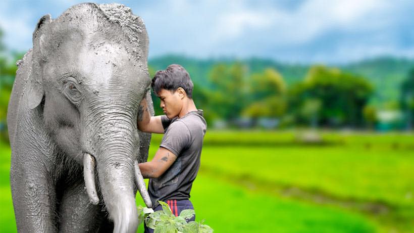 ThaiElephantDay2018MaeTaengPhoto