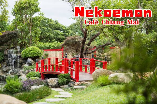 Nekoemon Cafe Photo Hallo Chiangmai
