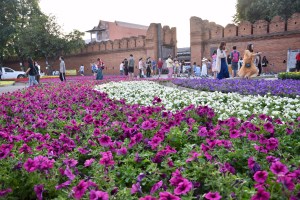 cmflowerfestival2019photomarco4