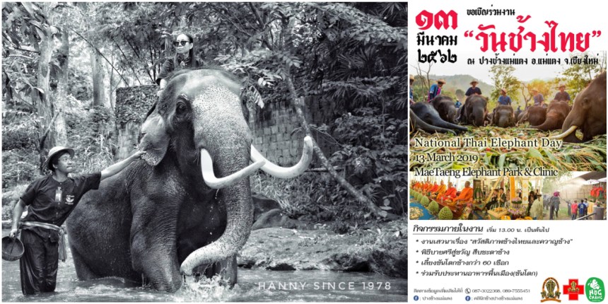 ThaiElephantDay2019MaeTaengCoverMontage