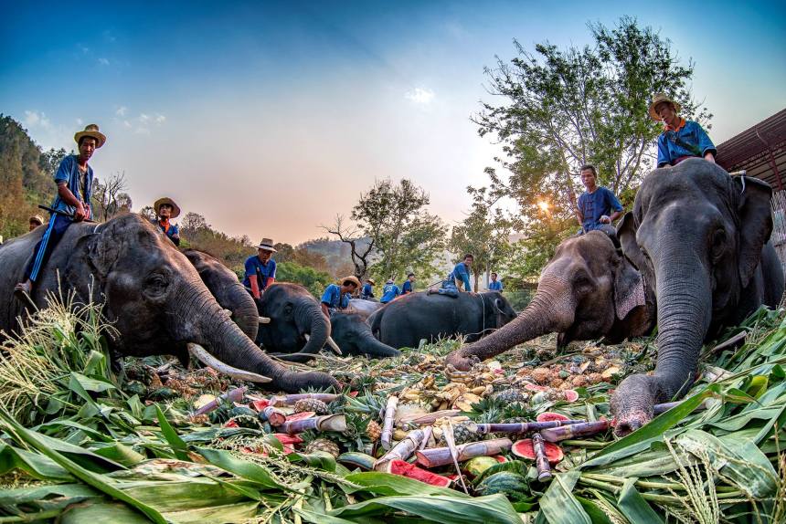 ThaiElephantDay2019ThaiElephantsThroughTheLensPhoto3