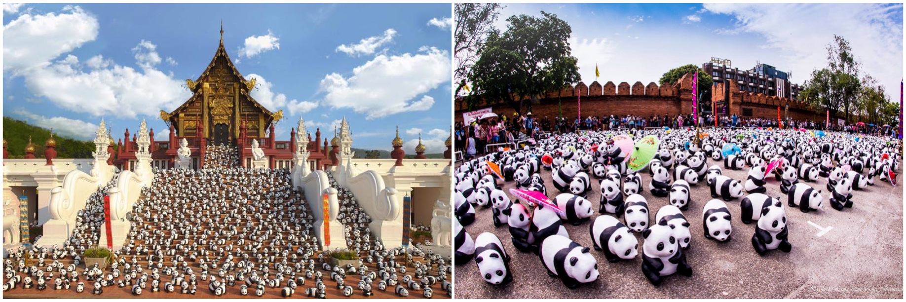 1600Panda+ Royal Flora Montage